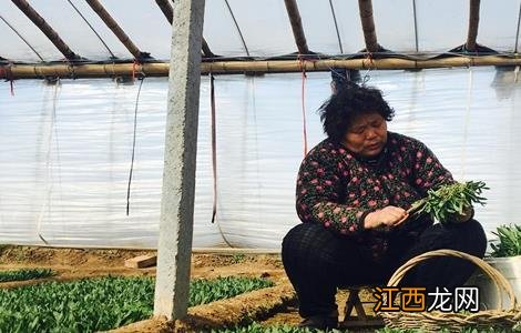 种植野生菜的前景如何 野菜种植前景如何