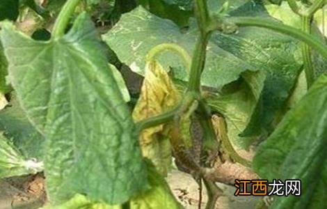 黄瓜萎焉原因及防治方法 黄瓜枯萎病的防治方法