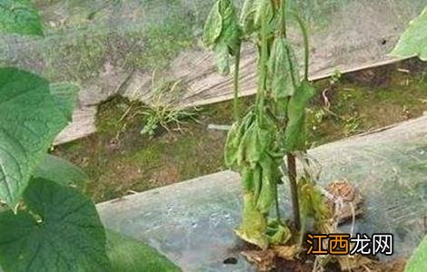 黄瓜萎焉原因及防治方法 黄瓜枯萎病的防治方法