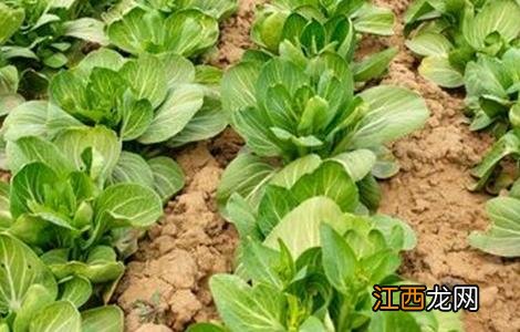 夏季蔬菜施肥时间和方法 夏季蔬菜施肥时间和方法大全