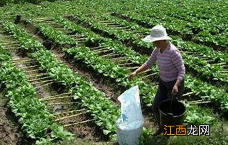 夏季蔬菜施肥时间和方法 夏季蔬菜施肥时间和方法大全