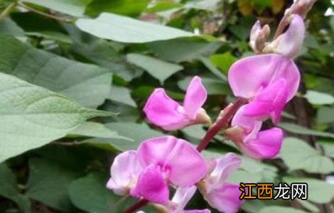 扁豆花期落花防治措施有哪些 扁豆花期落花防治措施