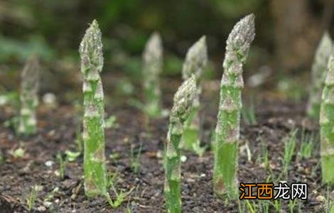 芦笋高产无公害种植技术研究 芦笋高产无公害种植技术