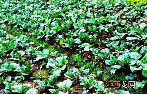 紫菜薹种植技术视频 紫菜薹种植技术