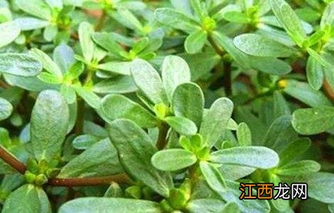 马齿苋对生长环境的要求 马齿苋对生长环境的要求是