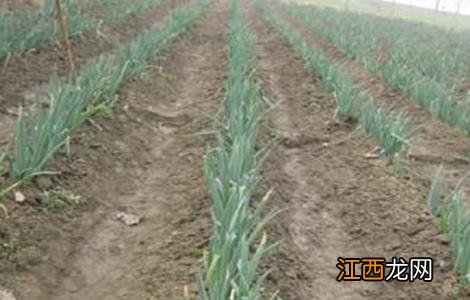 大葱死株原因及防治措施有哪些 大葱死株原因及防治措施