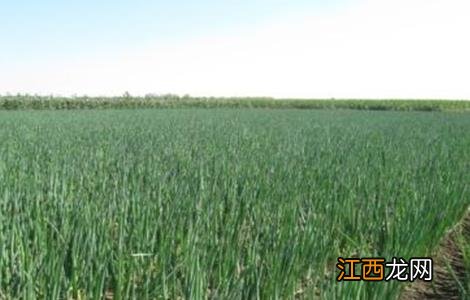 大葱田间施肥管理技术 大葱田间管理技术