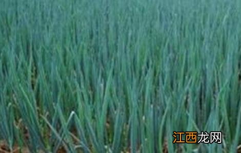 大葱田间施肥管理技术 大葱田间管理技术