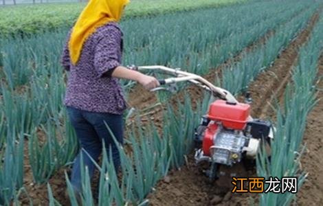 大葱田间施肥管理技术 大葱田间管理技术