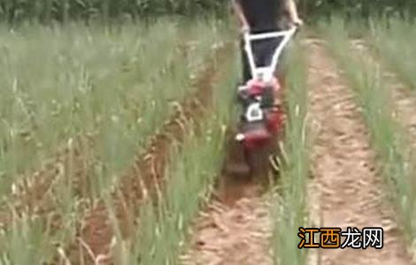 大葱田间施肥管理技术 大葱田间管理技术