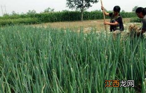 大葱田间施肥管理技术 大葱田间管理技术