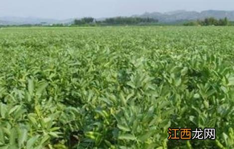 蚕豆高产栽培技术 蚕豆高产种植技术