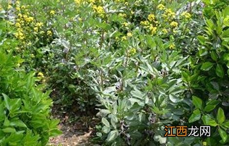 蚕豆不结荚防治措施 蚕豆开花不结荚,应采取什么措施?