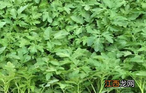 番茄育苗技术全过程 番茄育苗技术