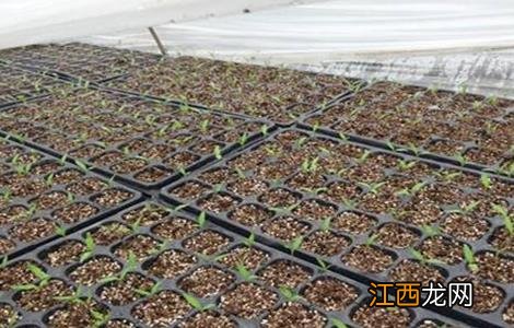 番茄育苗技术全过程 番茄育苗技术