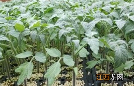 番茄育苗技术全过程 番茄育苗技术
