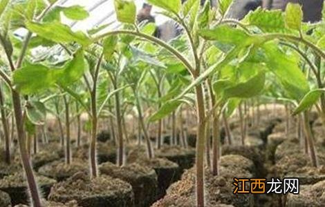 番茄育苗技术全过程 番茄育苗技术