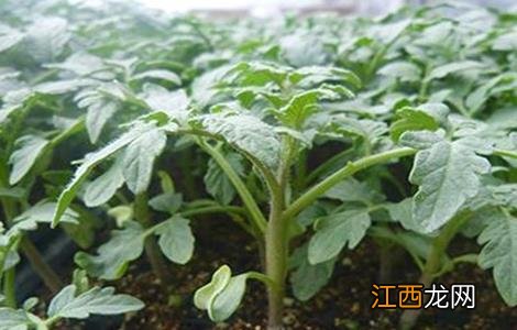 番茄育苗技术全过程 番茄育苗技术