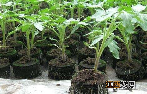 番茄育苗技术全过程 番茄育苗技术