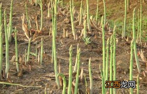 石刁柏种植技术介绍 石刁柏种植技术介绍图片