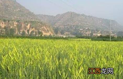 黄花菜育苗技术 黄花菜育苗技术与管理