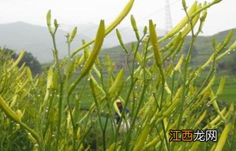 黄花菜育苗技术 黄花菜育苗技术与管理