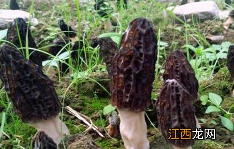 羊肚菌种植的出菇管理技术有哪些 羊肚菌种植的出菇管理技术