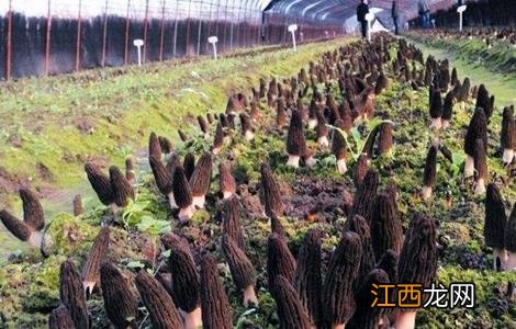 羊肚菌种植的出菇管理技术有哪些 羊肚菌种植的出菇管理技术