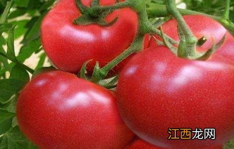西红柿能二次结果吗 西红柿二次结果技术