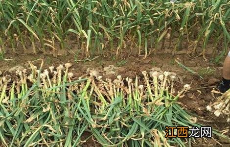 大蒜的冬季田间管理 大蒜的田间管理技术