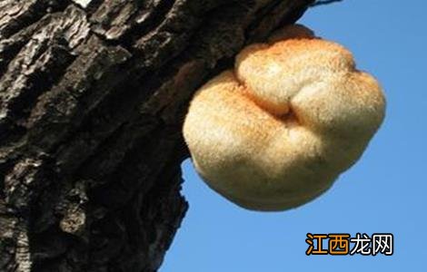 猴头菇畸形的原因及防治方法 猴头菇畸形的原因及防治方法是什么