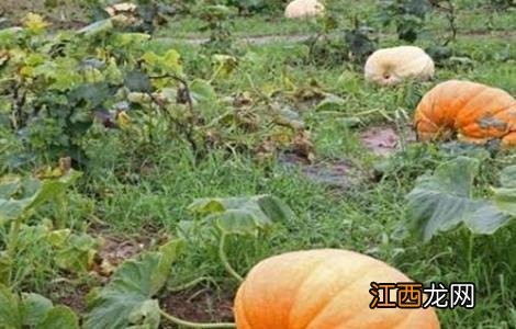 南瓜的种植条件 南瓜的种植条件是什么