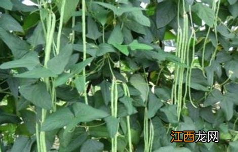 豆角的生活环境 豆角对环境条件的要求