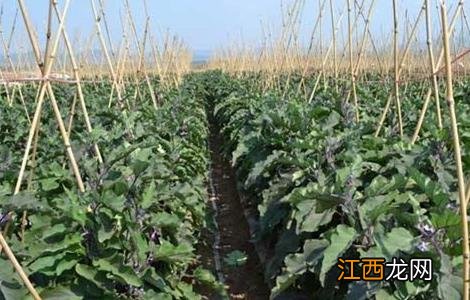 茄子施肥时的注意事项是什么 茄子施肥时的注意事项