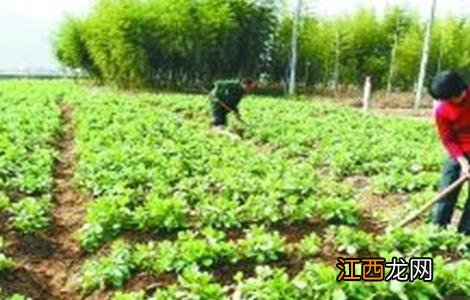 豌豆的高产施肥技术有哪些 豌豆的高产施肥技术