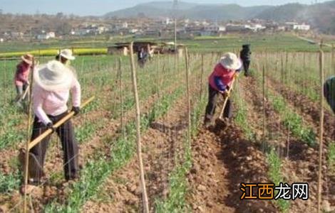 豌豆的高产施肥技术有哪些 豌豆的高产施肥技术