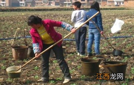 豌豆的高产施肥技术有哪些 豌豆的高产施肥技术