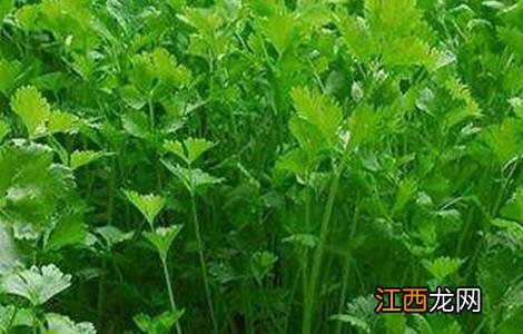 香菜的田间管理技术 香菜的田间管理技术要点