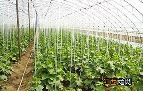 黄瓜种植技术 黄瓜种植技术视频