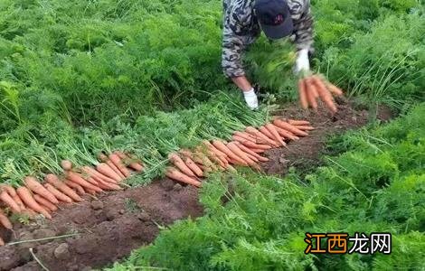 胡萝卜的种植技术