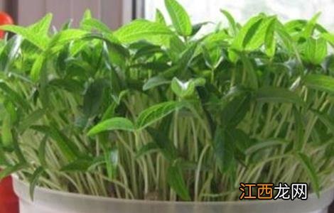 绿豆芽种植技术 绿豆芽种植技术要点