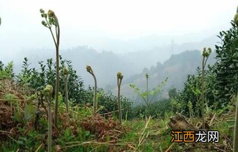 蕨菜的栽培技术 蕨菜的田间管理要点