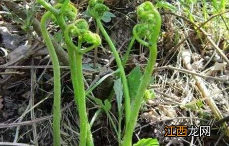 蕨菜的栽培技术 蕨菜的田间管理要点