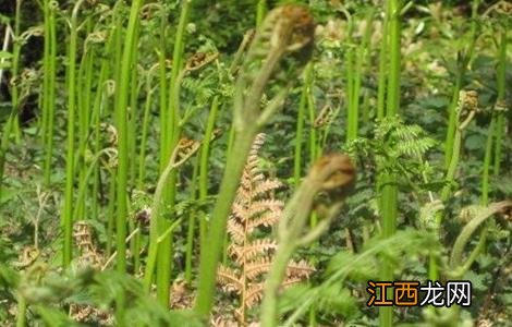 蕨菜的栽培技术 蕨菜的田间管理要点