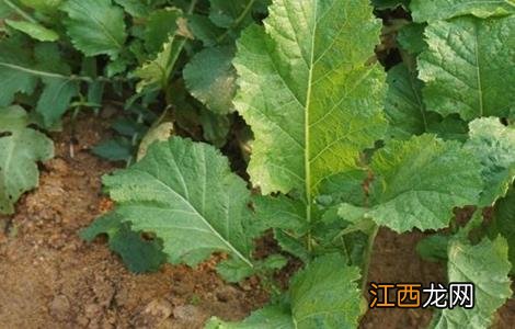 芥菜疙瘩怎么种法什么时间种 芥菜疙瘩怎么种