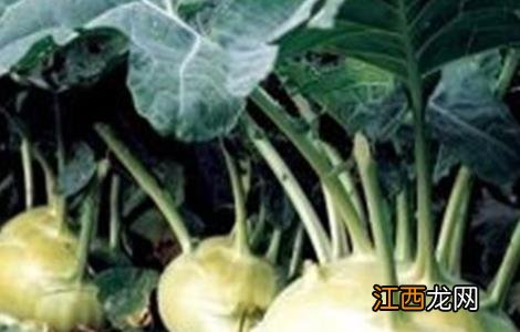 芥菜疙瘩怎么种法什么时间种 芥菜疙瘩怎么种
