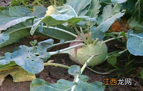 芥菜疙瘩怎么种法什么时间种 芥菜疙瘩怎么种