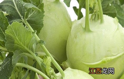 芥菜疙瘩怎么种法什么时间种 芥菜疙瘩怎么种