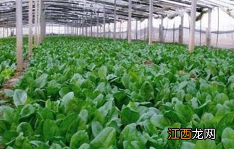 油菜叶色异常的原因及防治方法 油菜叶片病害