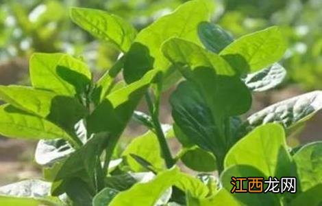 木耳菜病害防治图 木耳菜病虫害防治技术